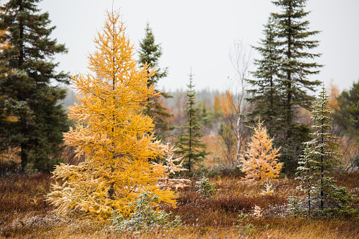 A Tamarack tree stands tall in it's fall dress of yellow with a dusting of snow on it's branches and needles.