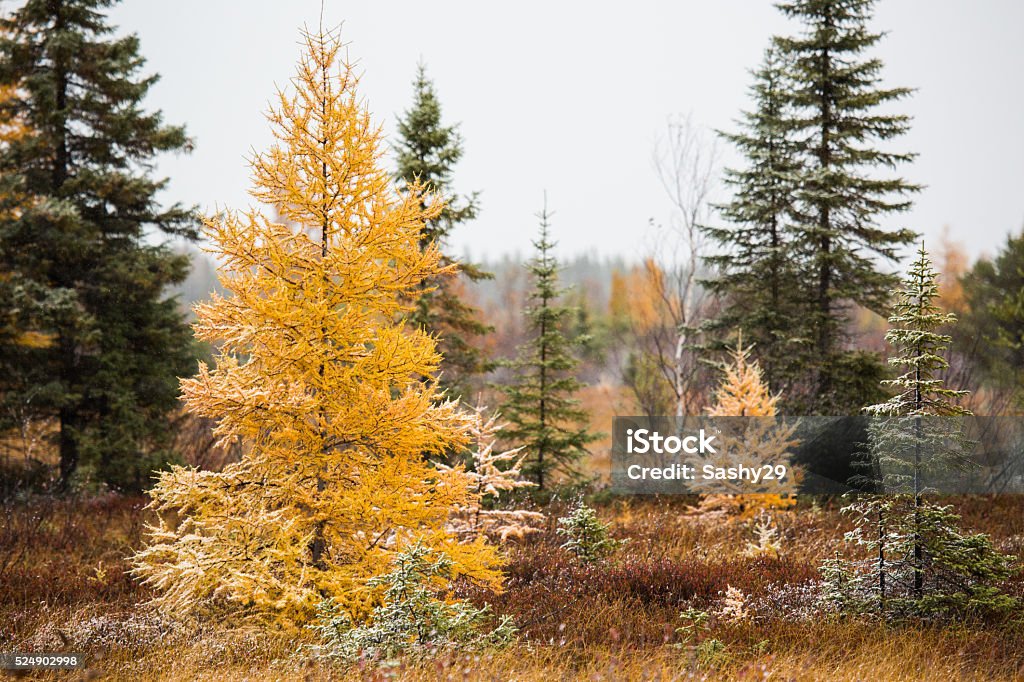 Tamarack Tree Fall Color Fall Tamarack Tree Stock Photo - Download Image Now - Tamarack, Autumn ...