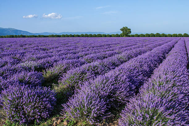 istock Harvesting lavender flowers for perfumery industry 524904468