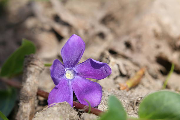 istock The evergreen bigleaf periwinkle (Vinca major) with blossom 524905686