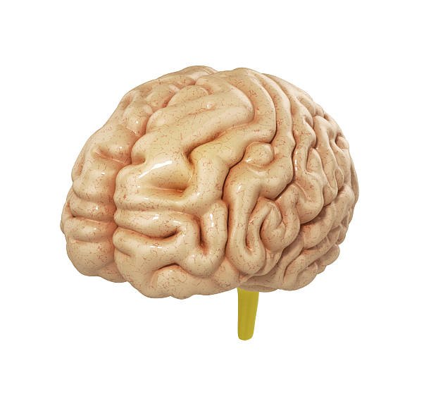 istock medically accurate illustration of the brain 3d render 524906450