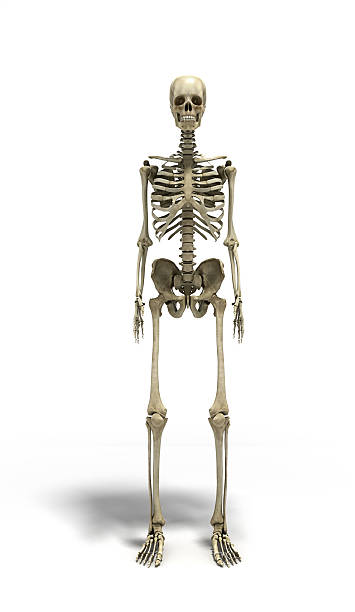 istock medical accurate 3d illustration of the human skeleton 524906472