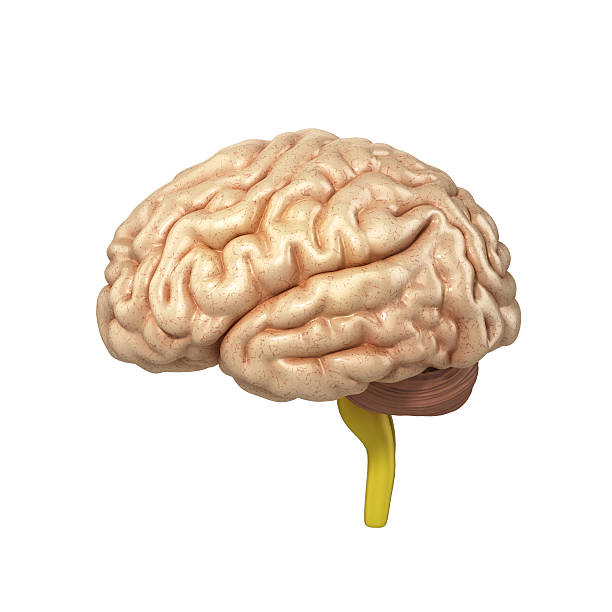 istock medically accurate illustration of the brain 3d render 524906638