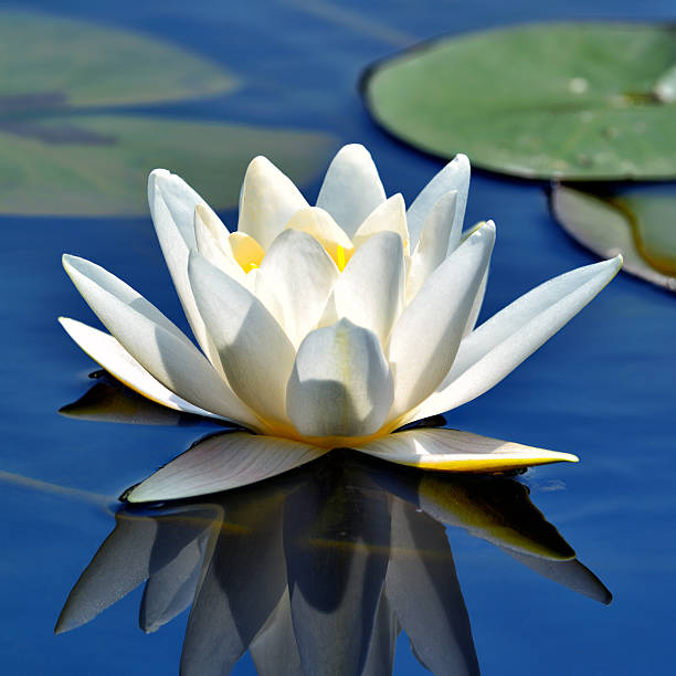 美しいホワイトのリリー - water lily lily water flower ストックフォトと画像