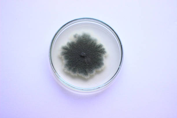 cultura de biologia - bacterium colony laboratory pus imagens e fotografias de stock