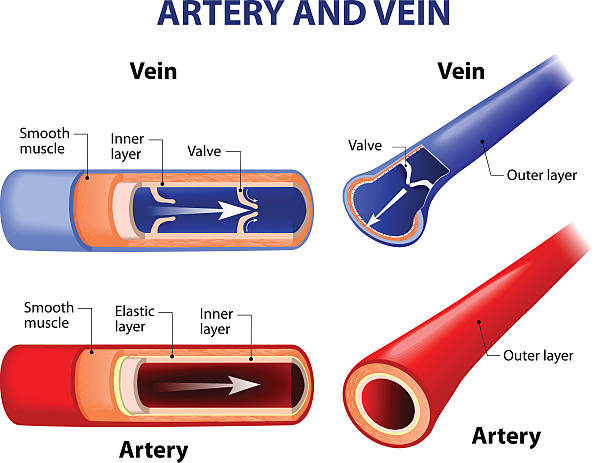 artery and vein. artery and vein. Circulatory system. Vector. Red indicates oxygenated blood, blue indicates deoxygenated vein stock illustrations
