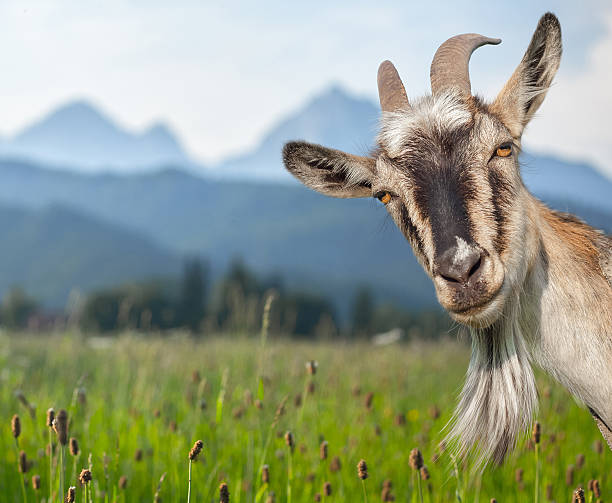 Goat Goat portrait on a green summer meadow and mountains background goat photos stock pictures, royalty-free photos & images