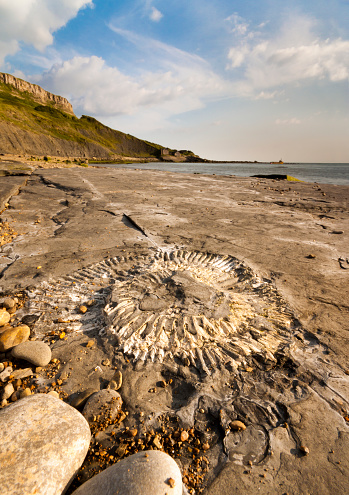 Ammonites and other fossil hunting on the Dorset coastline
