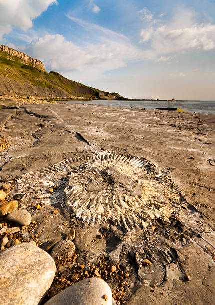Fossil hunting on the Dorset coastline Ammonites and other fossil hunting on the Dorset coastline jurassic coast world heritage site stock pictures, royalty-free photos & images