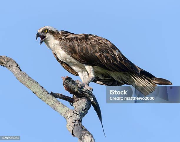 Osprey With Fish Stock Photo - Download Image Now - Eating, Fish, Hawk - Bird