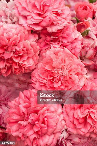 Pink Roses Bouquet Background Stock Photo - Download Image Now - Affectionate, Anniversary Card, Beauty In Nature