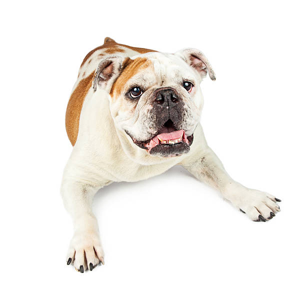 istock Cute Bulldog Laying Mouth Open 524908450