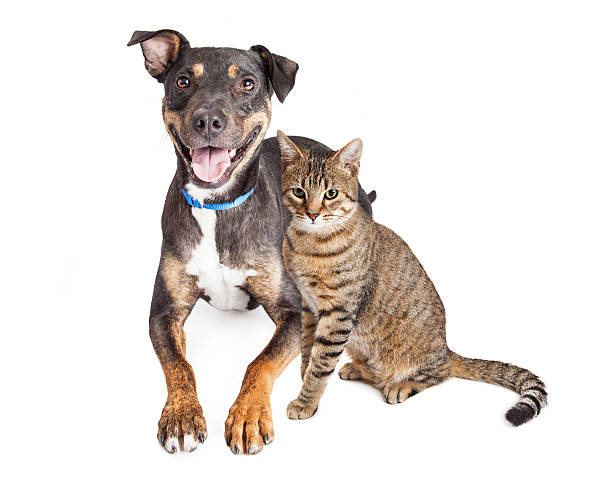 istock Happy Dog and Tabby Cat Together Over White 524908550