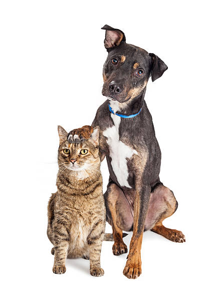 istock Dog With Paw on Head of Cat 524908562