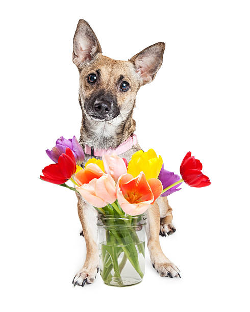 istock Cute Dog With Jar of Tulips 524908584