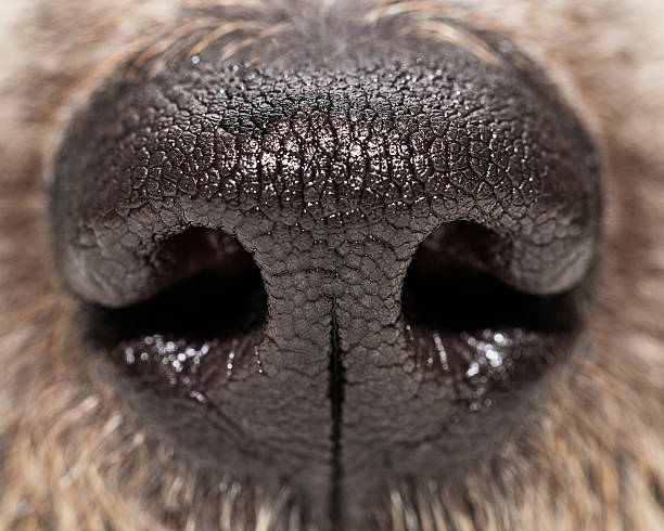 istock Dog Nose Extreme Closeup 524908626
