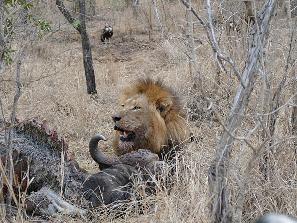 Lion eating Buffalo stock photo