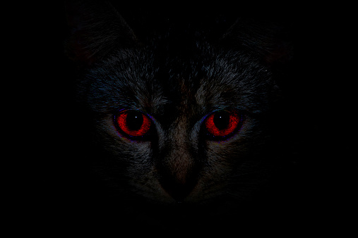 a devil cat pictures