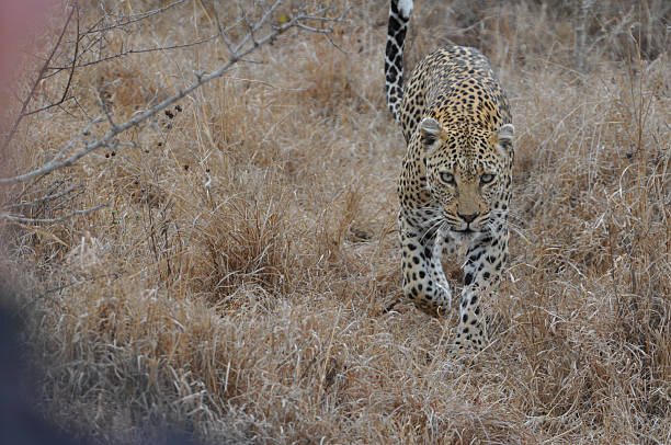 Leopard stock photo