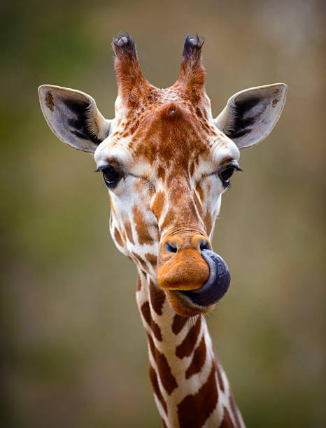 A Rothschild's giraffe is sticking out its long, dark tongue while standing in Lake Nakuru National Park, Kenya.