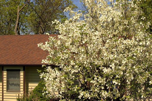 Blooming dogwood tree in front of my house; trees and blue sky in the background