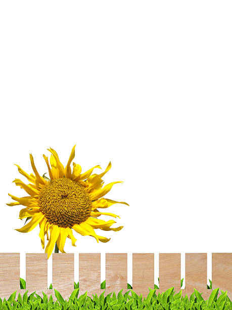 istock Sunflower and wooden fence 524909956