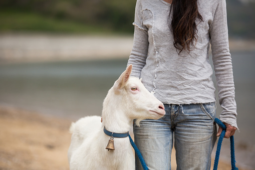 Mid adult woman walking her pet goat at organic farm.