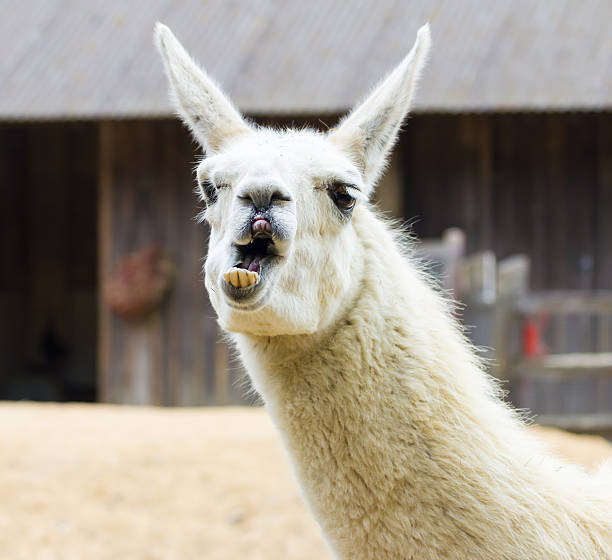 Our Best Llama Animal Stock Photos, Pictures & Royalty-Free Images - iStock Our Best Llama Animal Stock Photos, Pictures & Royalty-Free Images - iStock