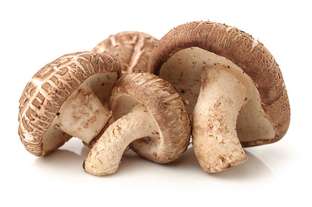 シイタケ - edible mushroom shiitake mushroom fungus chinese cuisine ストックフォトと画像