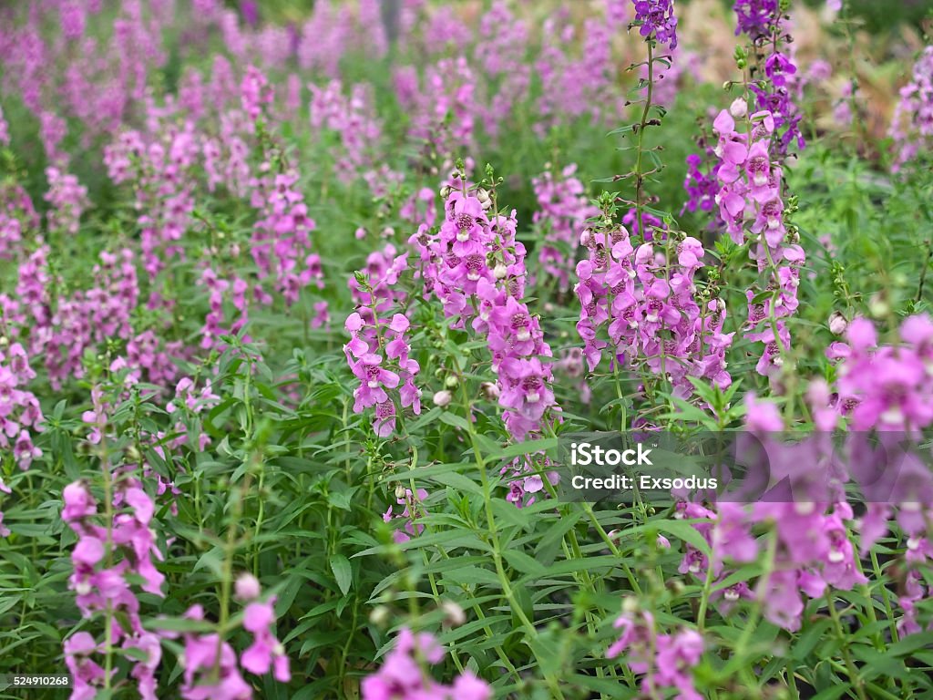 Angelonia goyazensis Beautiful field of Angelonia goyazensis flower Family Scrophulariaceae Agricultural Field Stock Photo
