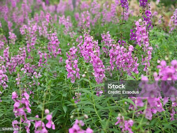 Angelonia Goyazensis Stock Photo - Download Image Now - Agricultural Field, Agriculture, Angelonia