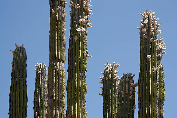 quase de flores - sahuaro imagens e fotografias de stock