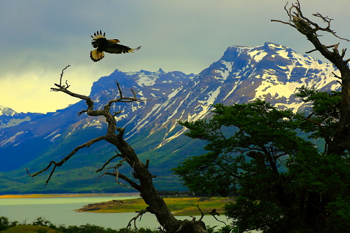 Hawk flying, Patagonia Argentina near El Calafate and Perito Moreno Glacier