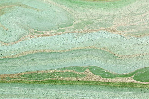 istock green swamp, close-up 524911254
