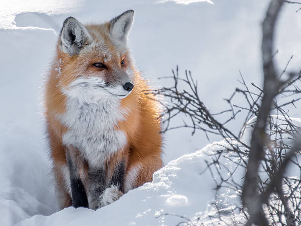 red fox stock photo