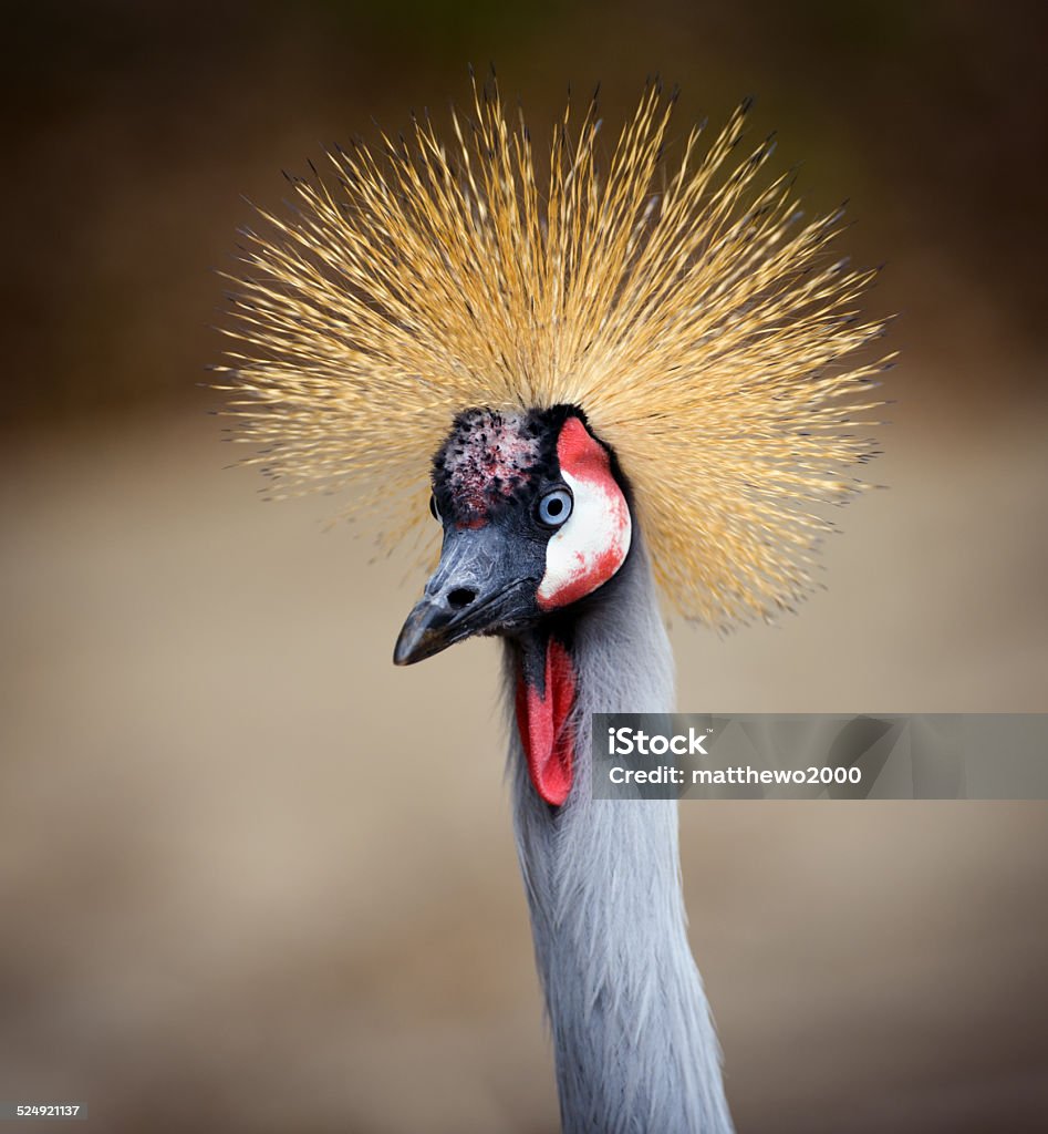 Spiky Haired Bird Stock Photo - Download Image Now - Animal Hair, Animal  Wildlife, Beak - iStock