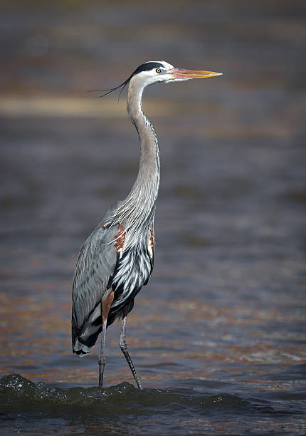 istock Great Blue Heron Standing On A Rock In Water 524921159