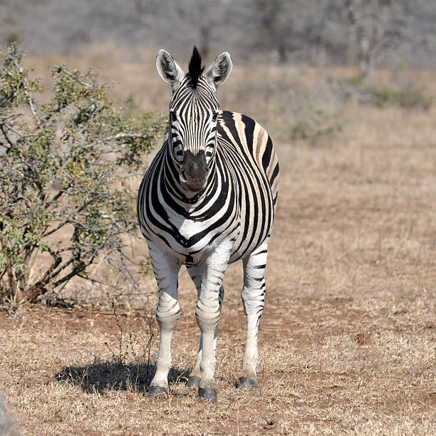 istock Burchell's Zebra in Africa 524922185