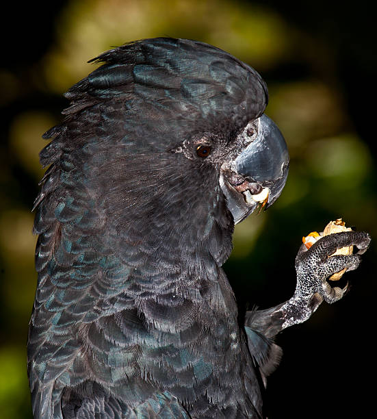 istock tastes good black cockatoo eating 524922205