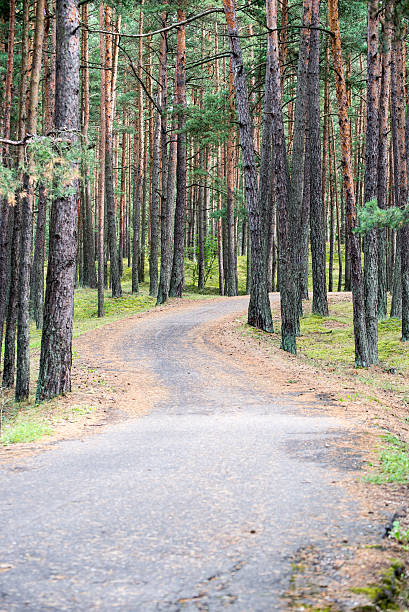 istock country road alley lit by evening sun 524922243