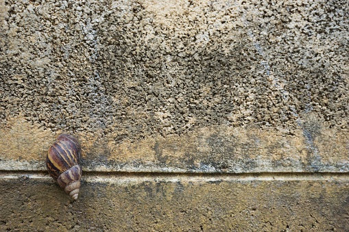 the snail sleeping on the block wall