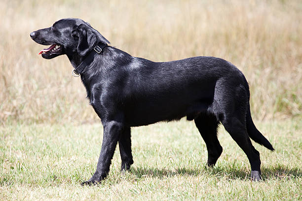 istock Black Labrador Retriever Dog Outdoors in Field Looking Away 524925855