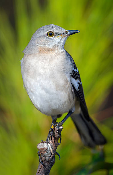istock Northern Mocking Bird Pose with Green Pine Needle Background 524926101