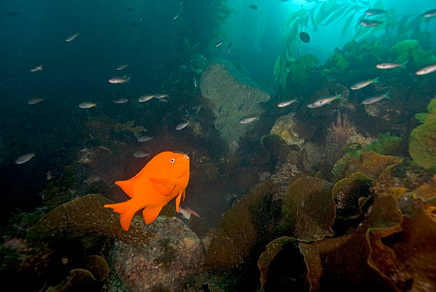 istock Garibaldi fish swimming at California reef 524926389