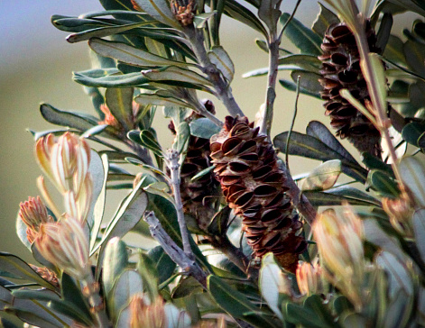 Beautiful Banksia bush near Byron Bay, Australia
