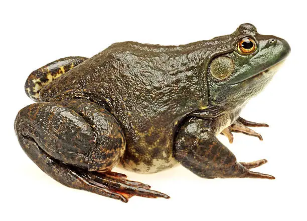 Bullfrog isolated on white