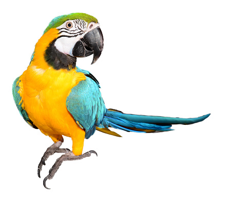 Isolated Blue and Gold Macaw