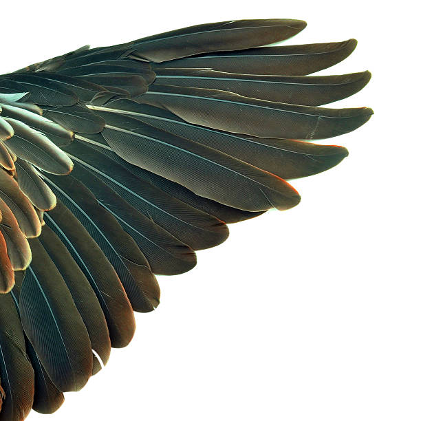 istock feathers on the wings of a wild duck 524942157