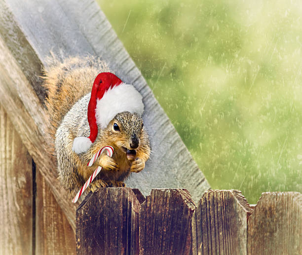 istock Christmas squirrel sitting on fence in the winter 524942475