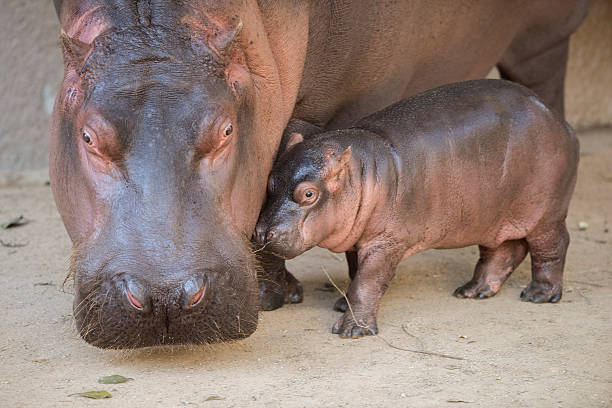 istock Mother Hippopotamus and her newborn 524943501
